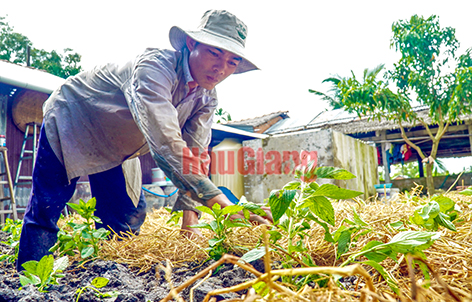 Giá phân bón đứng ở mức cao, nhiều nông dân Hậu Giang quyết &quot;chia tay, quay lưng&quot; với phân bón hóa học - Ảnh 2.