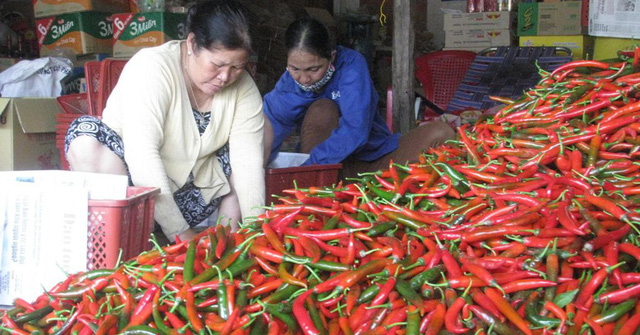 Trung Quốc chấp thuận cho 5 doanh nghiệp Việt Nam xuất khẩu ớt tươi chính ngạch - Ảnh 1.