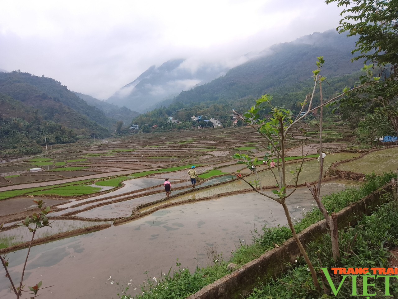 Nông dân Huy Bắc khắc phục tình trạng thiếu mạ cấy sau đợt rét đậm, rét hại - Ảnh 7.