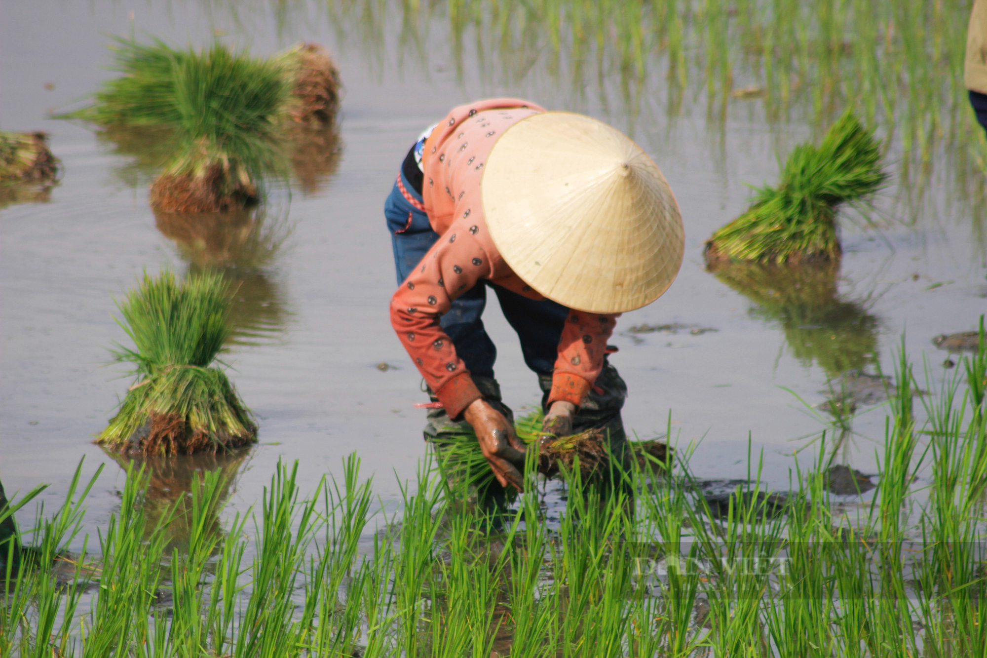 Quảng Bình: Nông dân điêu đứng vì lúa bị sâu bệnh gây hại - Ảnh 1.