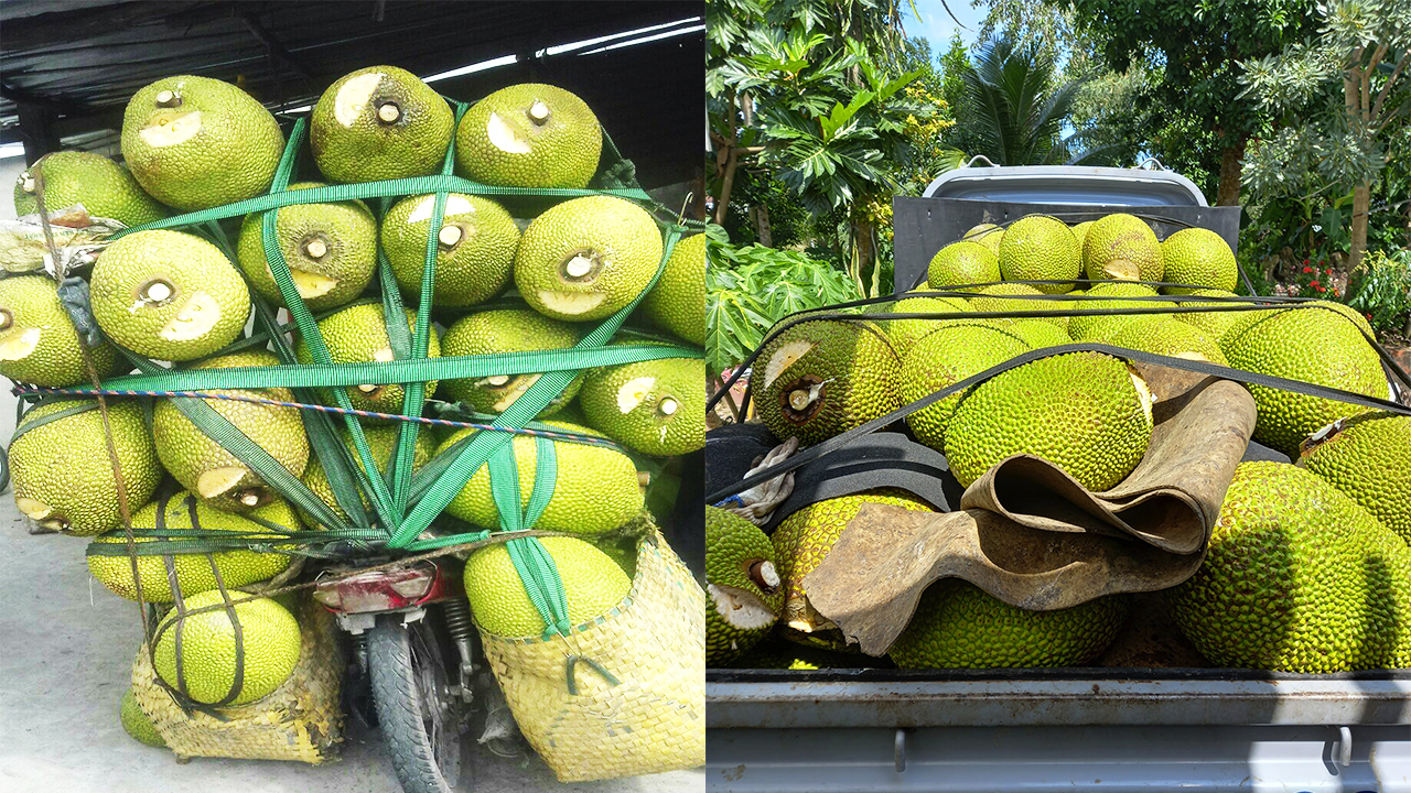 Giá mít Thái hôm nay 7/3: Loạn giá mít Thái, có vựa mua cao nhất 21.000 đồng/kg - Ảnh 1.