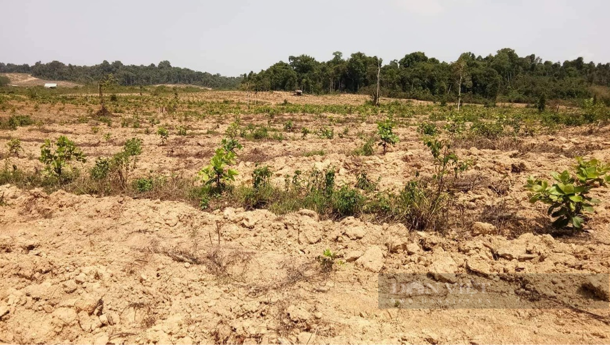 Dự án trồng rừng bị ‘xẻ thịt’ ở Bình Phước:  Có lừa đảo chiếm đoạt tiền hỗ trợ? - Ảnh 2.