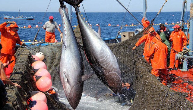 Đơn hàng cá ngừ của Việt Nam phải quay đầu vì xung đột Nga - Ukraine - Ảnh 1.