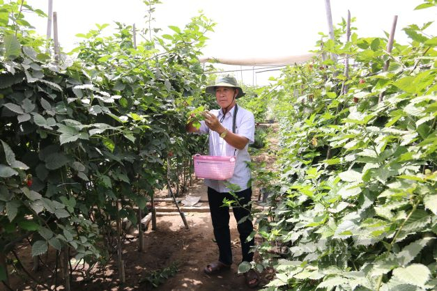 Ninh Thuận: Lão nông tiên phong trồng giống cây độc, lạ hái trái bán kiếm tiền triệu mỗi ngày - Ảnh 8.