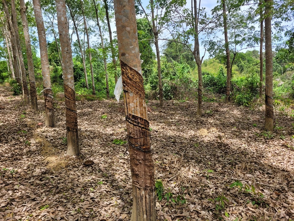 Dự án trồng rừng bị ‘xẻ thịt’ ở Bình Phước:  Có lừa đảo chiếm đoạt tiền hỗ trợ? - Ảnh 6.