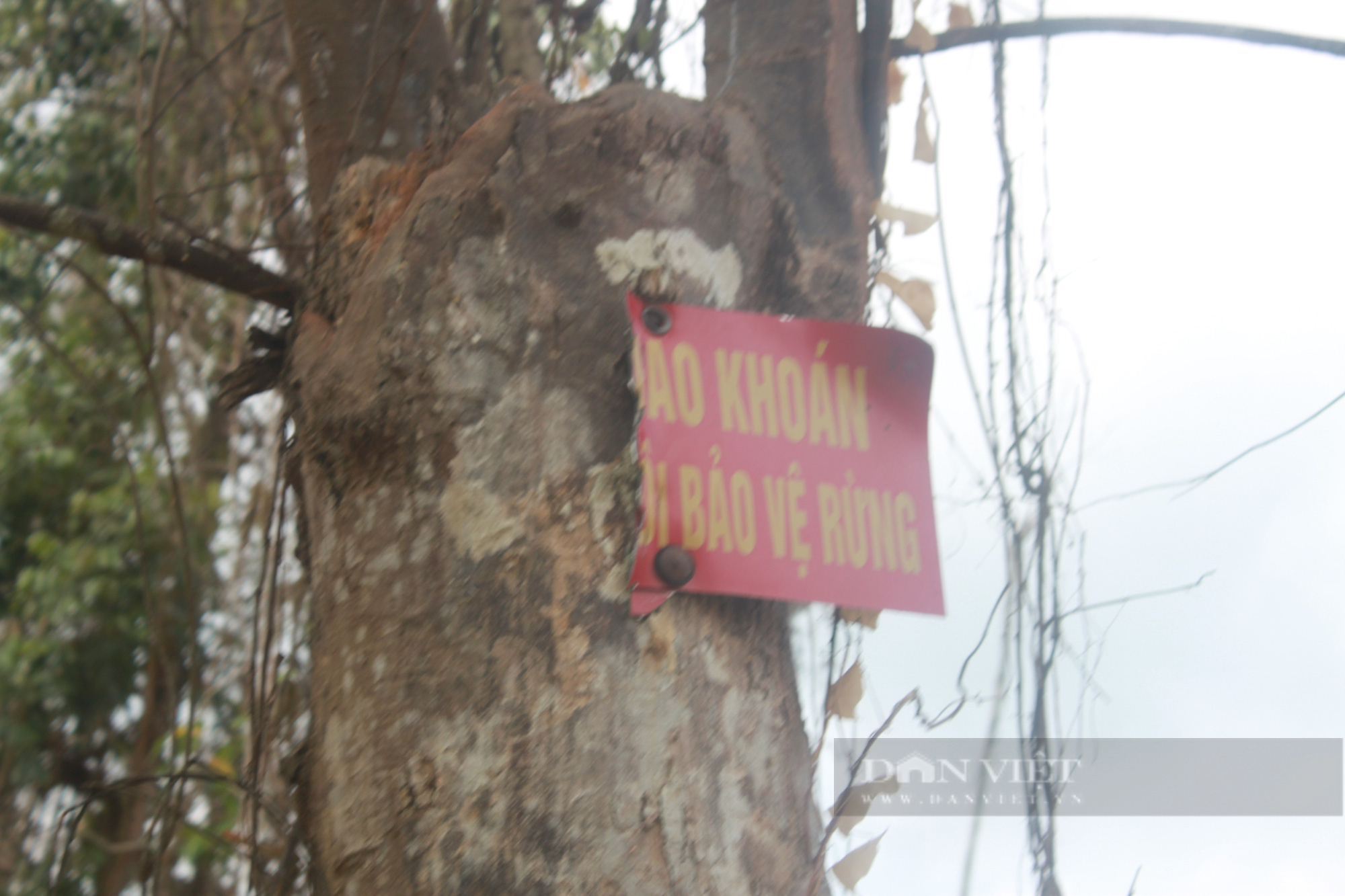 Dự án trồng rừng bị ‘xẻ thịt’ ở Bình Phước:  Có lừa đảo chiếm đoạt tiền hỗ trợ? - Ảnh 3.