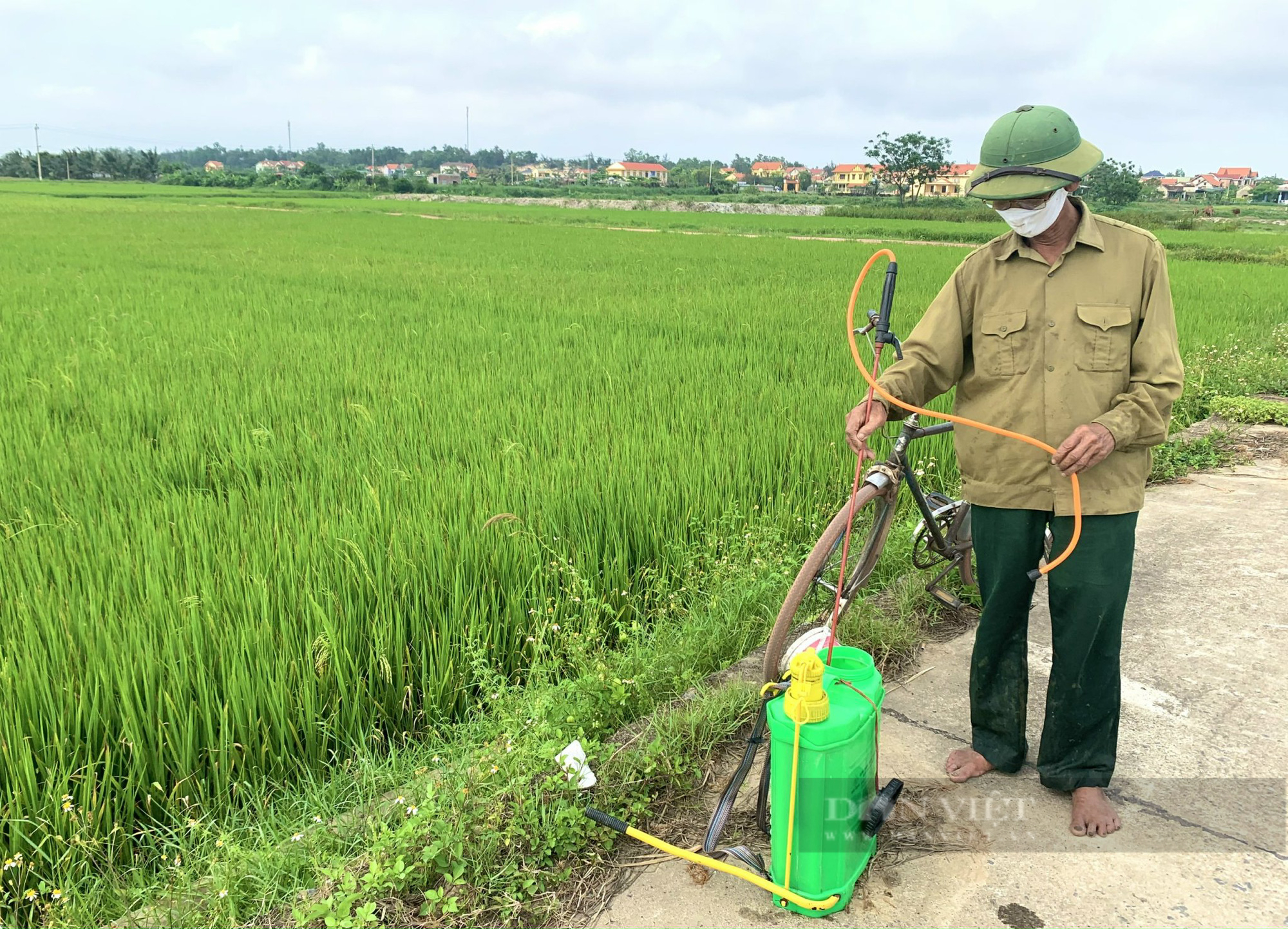 Quảng Bình: Nông dân điêu đứng vì lúa bị sâu bệnh gây hại - Ảnh 2.