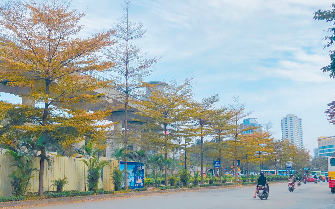 Ngỡ ngàng trước vẻ đẹp của cây bàng lá nhỏ trên phố Hà Nội