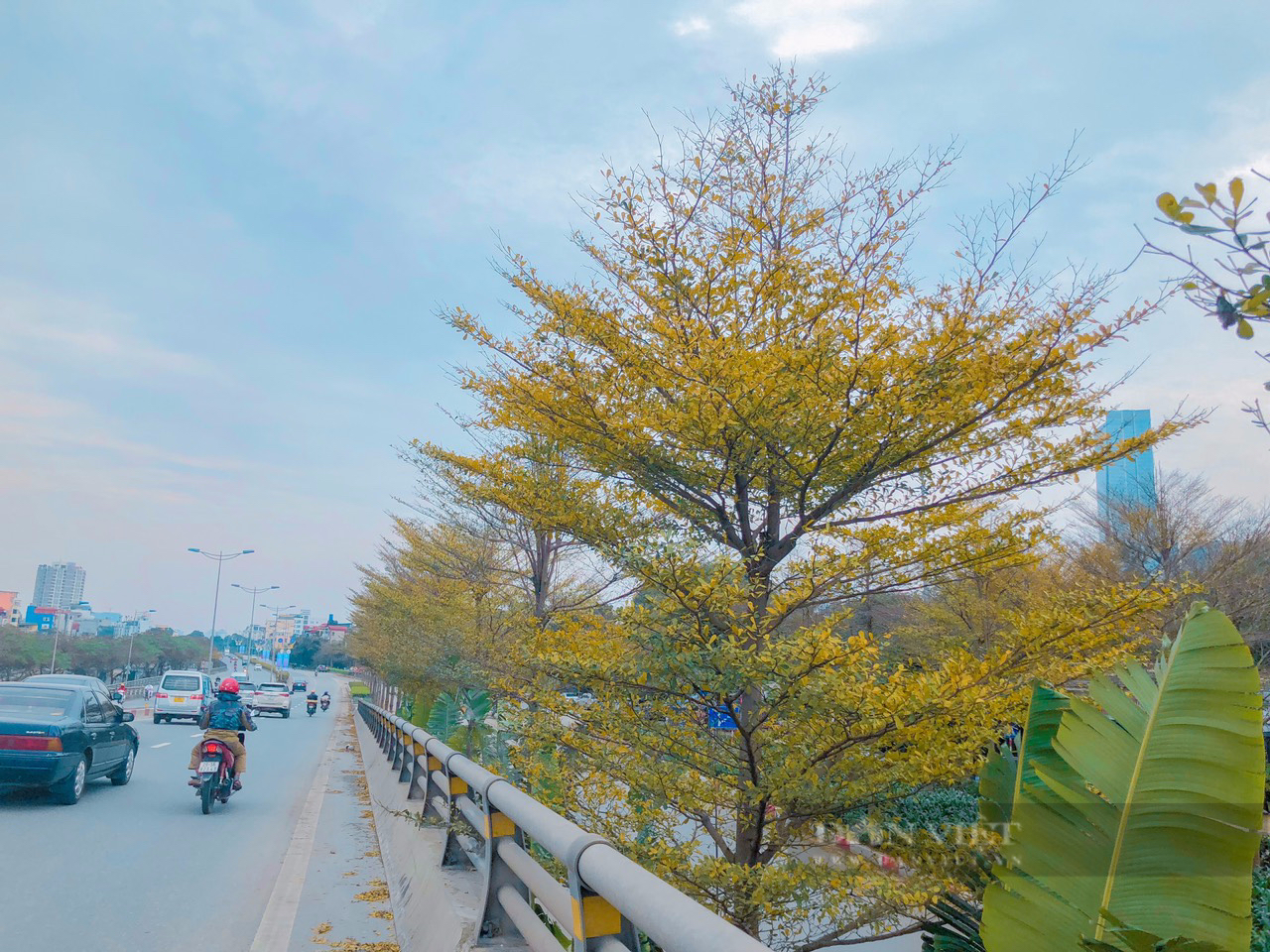Ngỡ ngàng trước vẻ đẹp của cây bàng lá nhỏ trên phố Hà Nội - Ảnh 3.