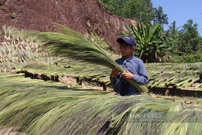 &quot;Lộc trời&quot; trổ bông trắng trên đồi, dân miền núi Khánh Hòa vẫn thất thu - Ảnh 5.