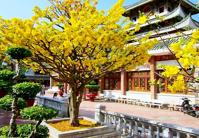 Thành phố Huế xây dựng thương hiệu cây Mai vàng nổi bật như hoa anh đào của Nhật Bản - Ảnh 1.