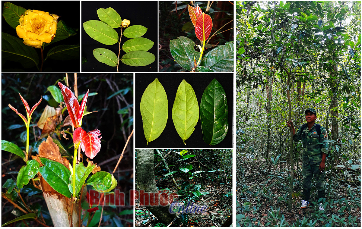 Đây là loài cây cực kỳ quý ở Bình Phước có trong Sách đỏ thế giới, chỉ có mấy chục cây ở một góc rừng