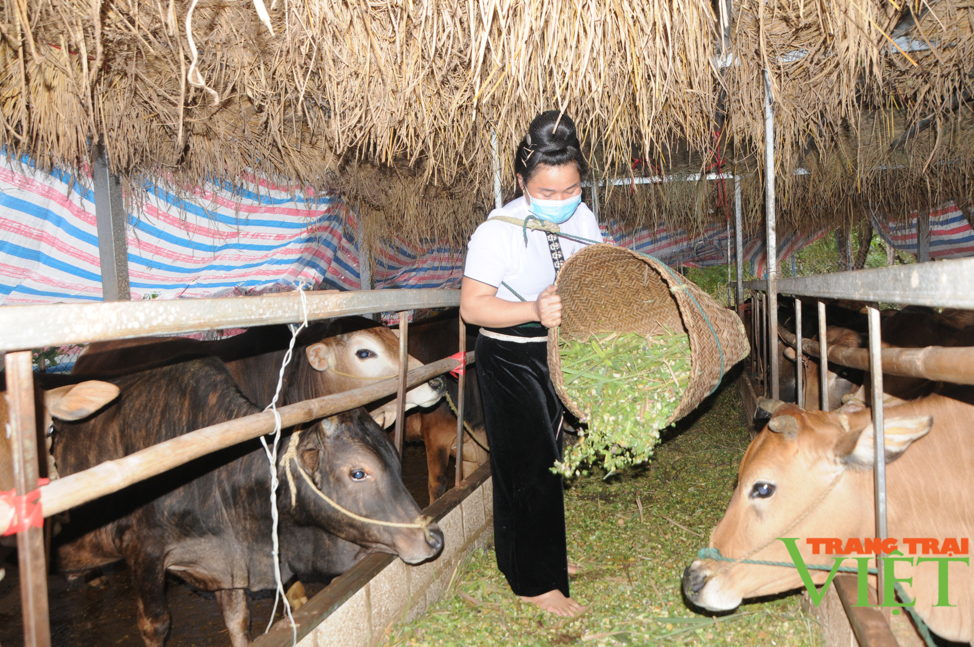 Nông Thôn Tây Bắc: Phụ nữ Yên Châu đoàn kết giúp nhau phát triển kinh tế - Ảnh 2.