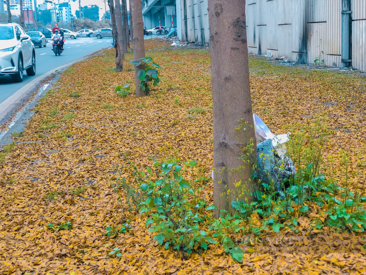 Ngỡ ngàng trước vẻ đẹp của cây bàng lá nhỏ trên phố Hà Nội - Ảnh 6.