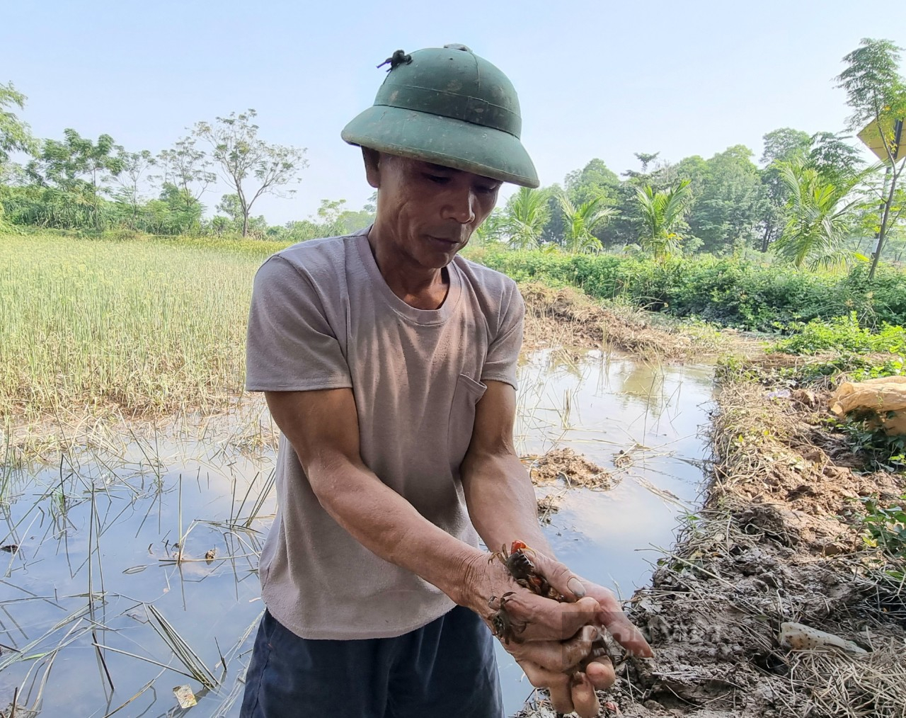 Bí quyết làm mắm cáy thơm nức xứ Thanh - Ảnh 2.