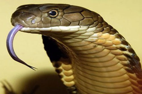 Bất ngờ về loài rắn độc dài nhất thế giới: Dài tới 7m, sống thọ hơn 20 năm - Ảnh 1.