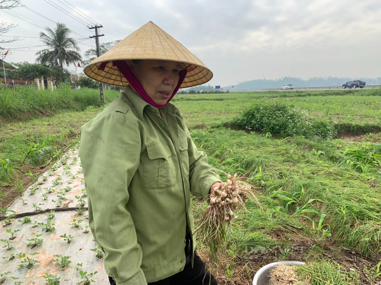 Nghệ An: Dân tự mở rộng diên tích sản xuất, &quot;cung&quot; nhiều hơn &quot;cầu&quot; khiến hành tăm rớt giá thảm   - Ảnh 3.