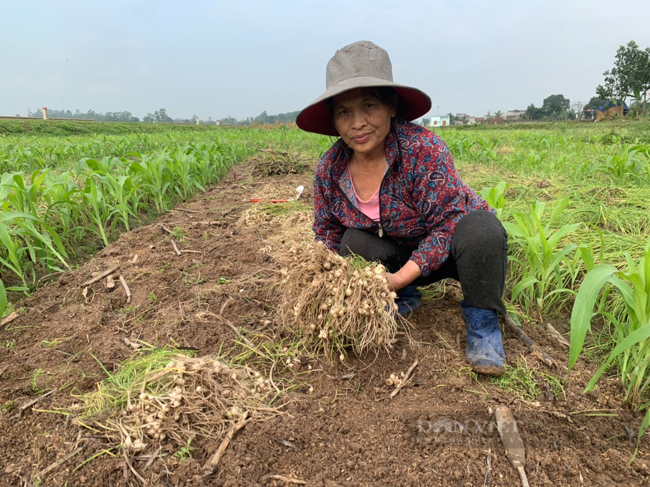 Nghệ An: Dân tự mở rộng diên tích sản xuất, &quot;cung&quot; nhiều hơn &quot;cầu&quot; khiến hành tăm rớt giá thảm   - Ảnh 4.