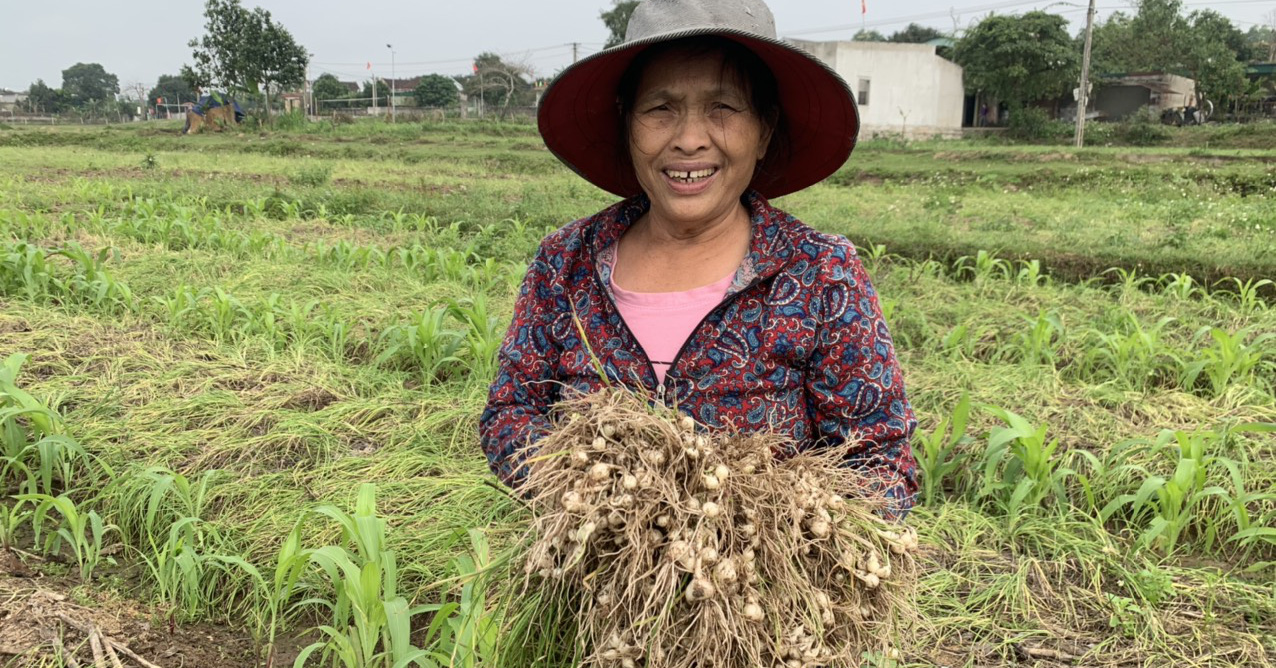 Trồng hành tăm tràn lan, đào củ lên bán không ai mua, nông dân Nghệ An đành tặc lưỡi làm điều này