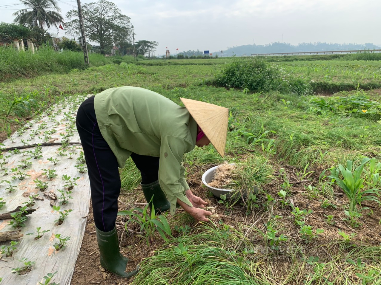 Nghệ An: Dân tự mở rộng diên tích sản xuất, &quot;cung&quot; nhiều hơn &quot;cầu&quot; khiến hành tăm rớt giá thảm   - Ảnh 8.