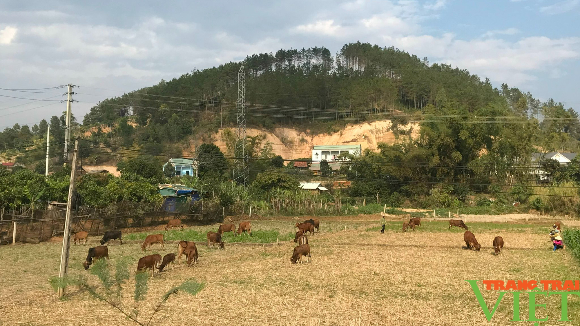 Nông thôn Tây Bắc: Phát triển chăn nuôi ở xã vùng cao - Ảnh 1.