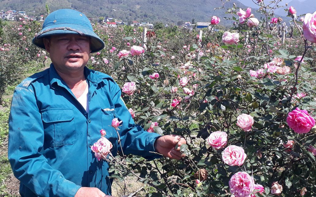 Một ông nông dân Lai Châu “hô biến” 3 cây hoa hồng cổ thành vườn hoa hồng trong thung lũng đẹp như phim