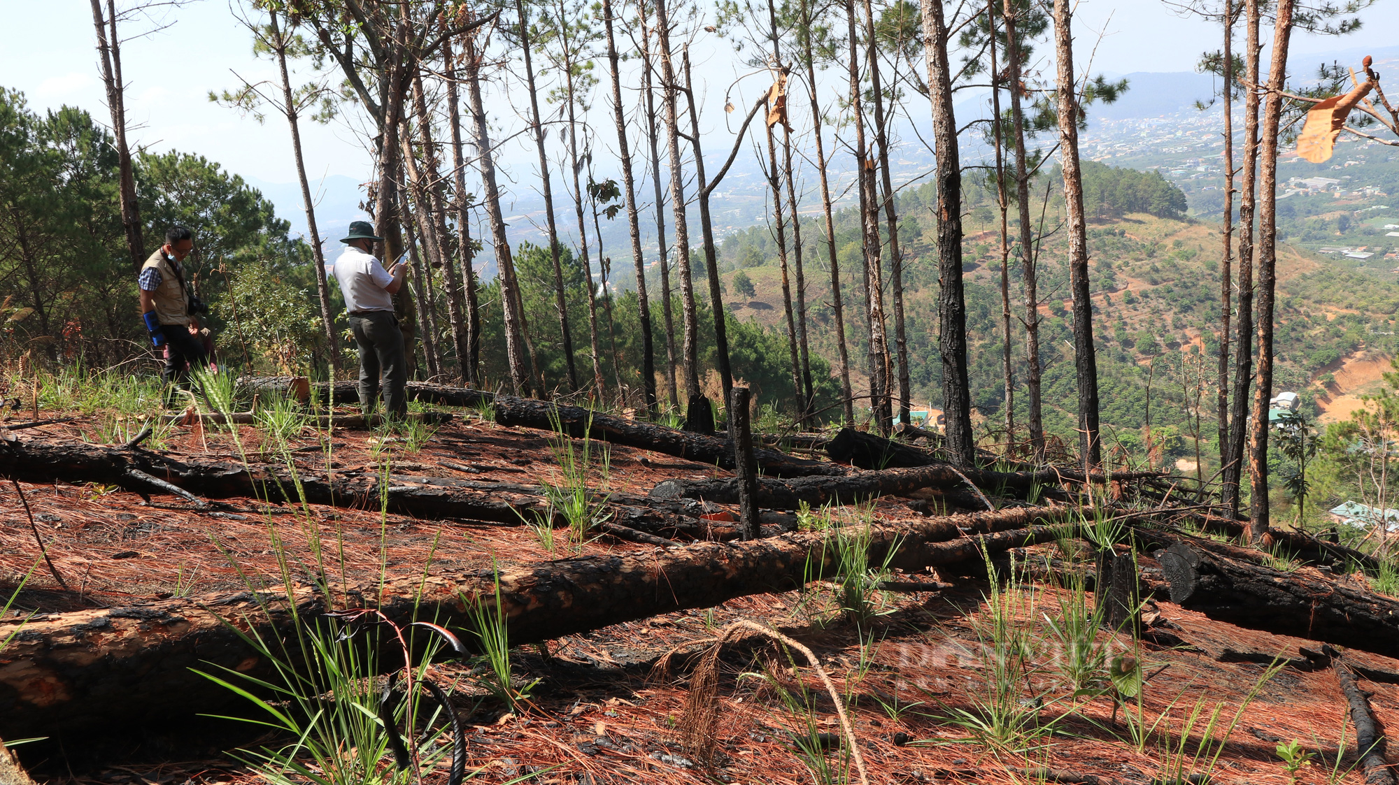 Phá rừng chiếm đất, bị bắt máy múc nhưng vẫn quay lại đốt gỗ phi tang - Ảnh 1.
