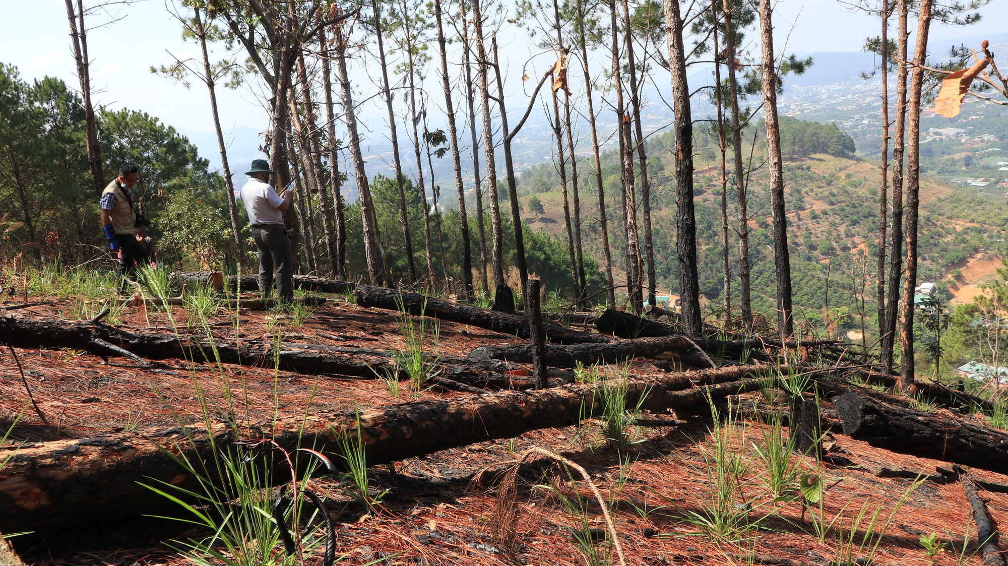 Lâm Đồng: 3 tháng đầu năm liên tiếp xảy ra phá rừng, Phó Thủ tướng Lê Văn Thành chỉ đạo xử lý - Ảnh 5.