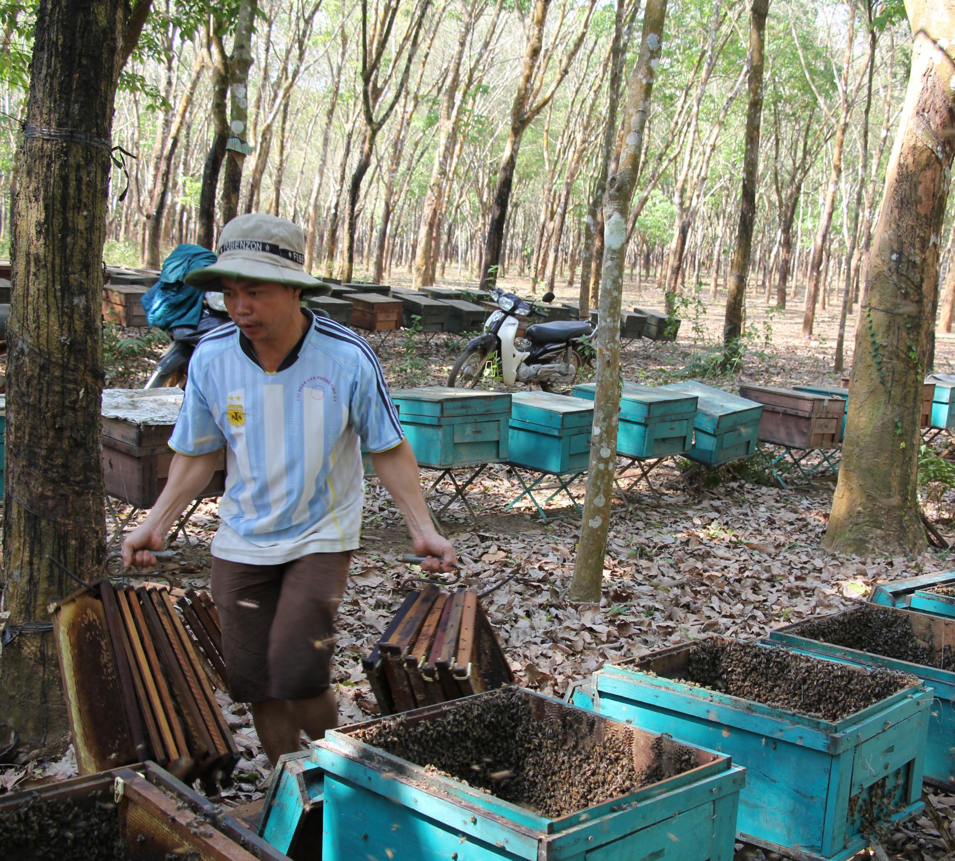 Rõ khổ, nông dân nuôi ong mật ở Đắk Lắk &quot;xấc bấc  xang bang&quot;, bán 4kg mật mới mua được 1 ký thịt heo - Ảnh 4.