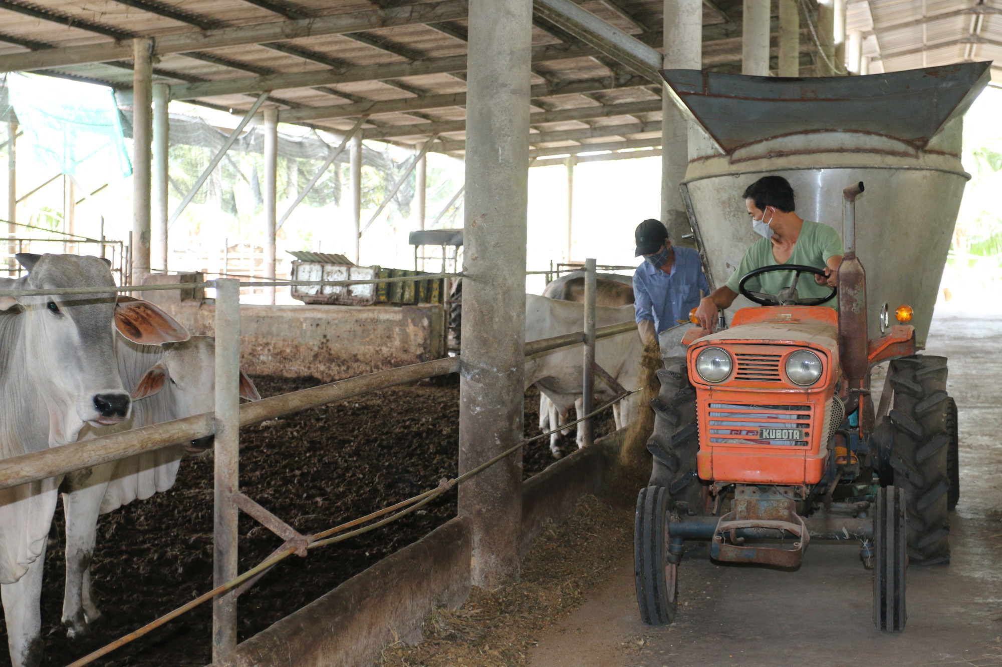 Agribank đồng hành cùng người dân nuôi bò tại huyện Đức Hòa, tỉnh Long An - Ảnh 2.