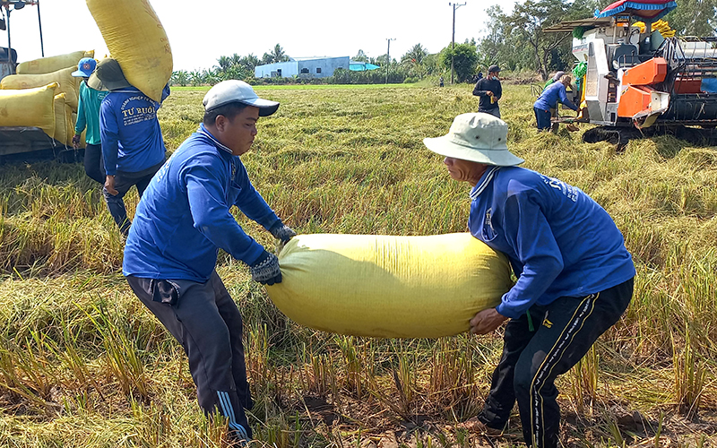 Nghịch lý vụ đông xuân: Lúa năng suất cao nhưng thu nhập nông dân thấp - Ảnh 2.