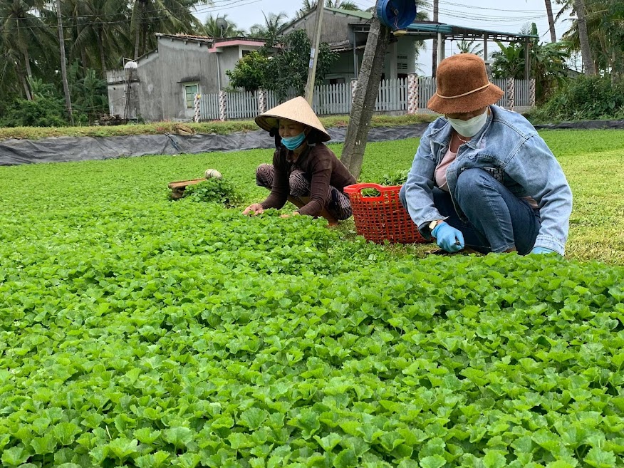 Thưởng thức hình ảnh về việc trồng rau má, bạn sẽ được nhìn thấy những cánh rau tươi, xanh mát, tạo sự gần gũi với đất trồng, tạo nên một không gian sống khỏe mạnh và bài thuốc thiên nhiên cho sức khỏe.