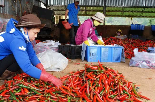 Trung Quốc đồng ý cho 5 doanh nghiệp xuất khẩu ớt tươi, cần đáp ứng những tiêu chuẩn gì?  - Ảnh 1.