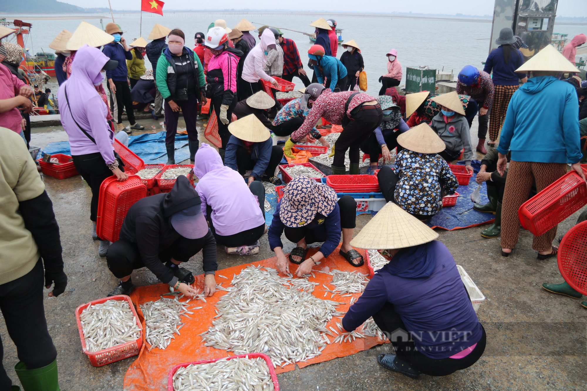 Ngư dân Hà Tĩnh “đánh” trúng nhiều loại hải sản có giá trị cao, thu về tiền triệu mỗi ngày - Ảnh 1.