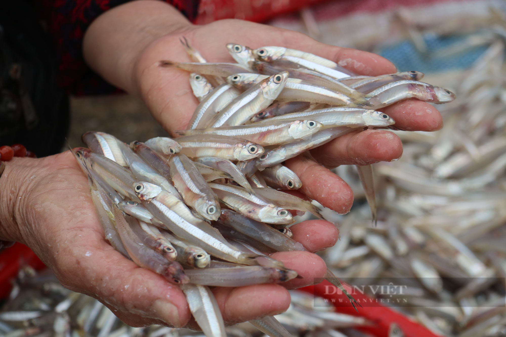 Ngư dân Hà Tĩnh “đánh” trúng nhiều loại hải sản có giá trị cao, thu về tiền triệu mỗi ngày - Ảnh 3.