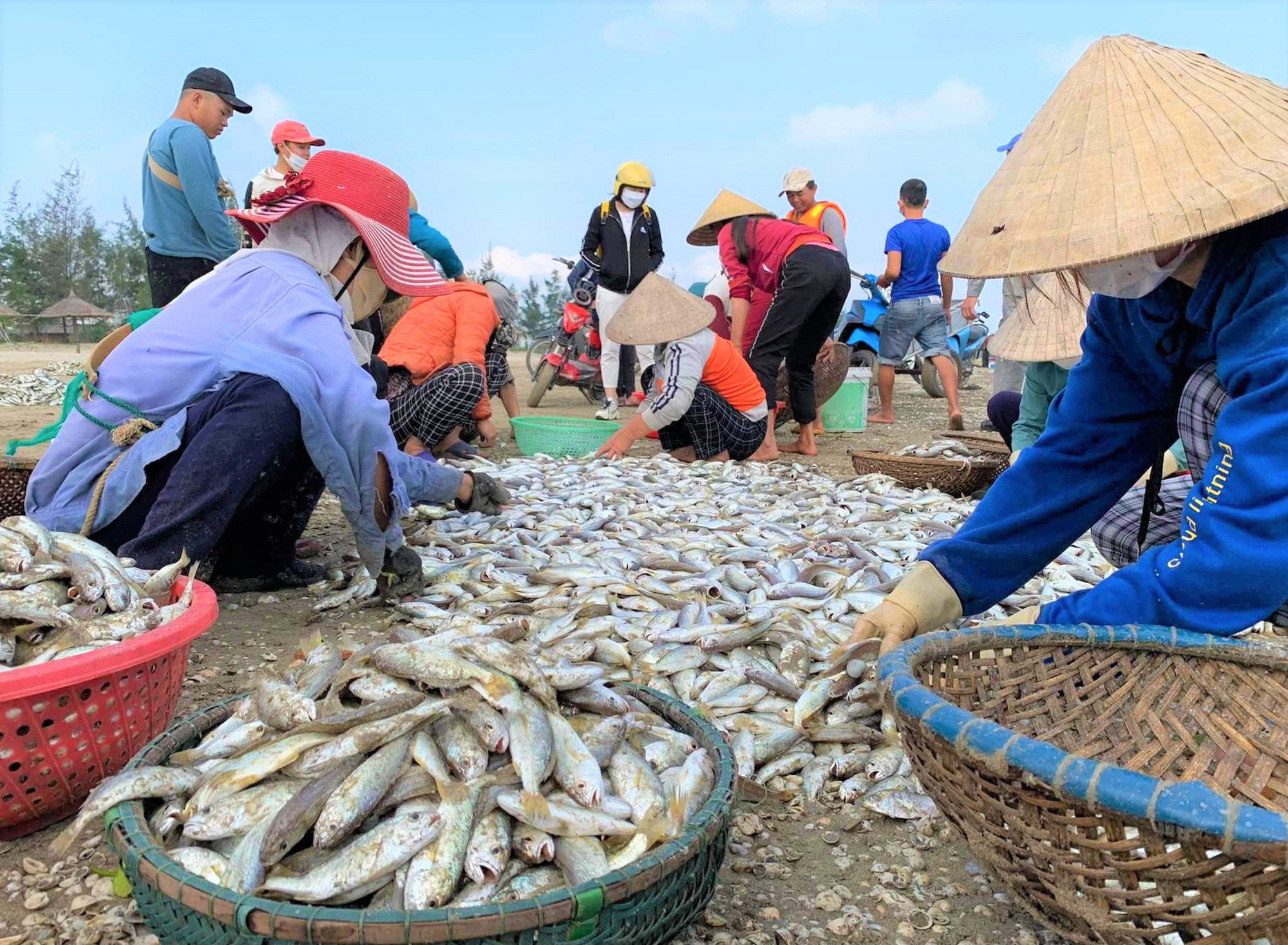 Ngư dân Hà Tĩnh “đánh” trúng nhiều loại hải sản có giá trị cao, thu về tiền triệu mỗi ngày - Ảnh 7.