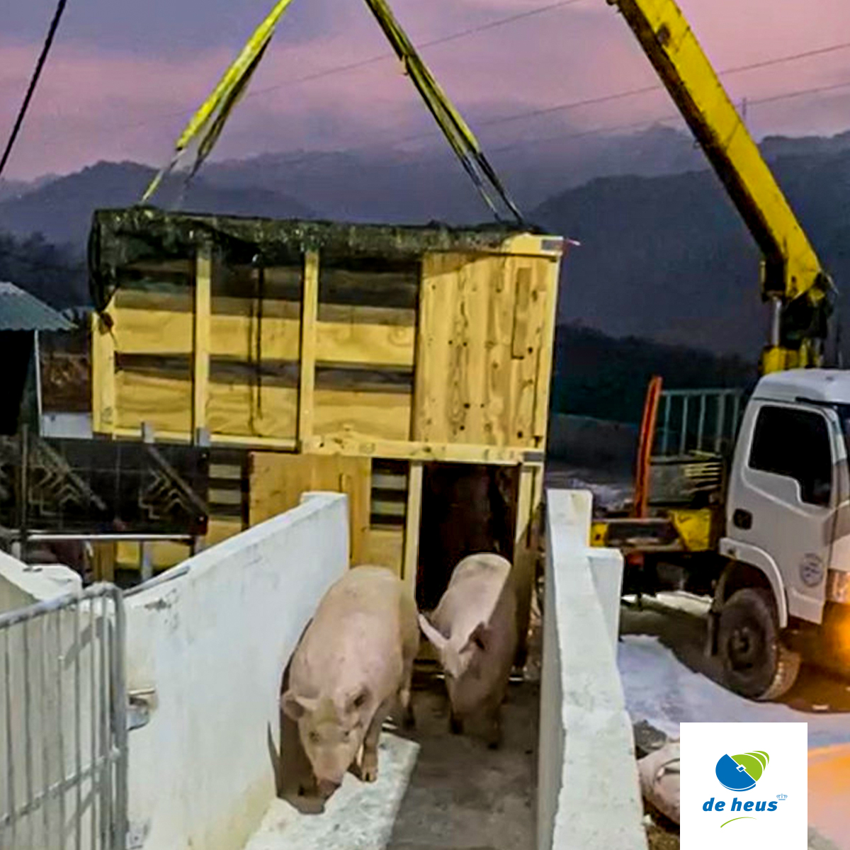 Sơn La: Nhập thêm 600 con heo cụ kị bằng chuyên cơ riêng, De Heus đẩy mạnh sản xuất lợn giống - Ảnh 3.