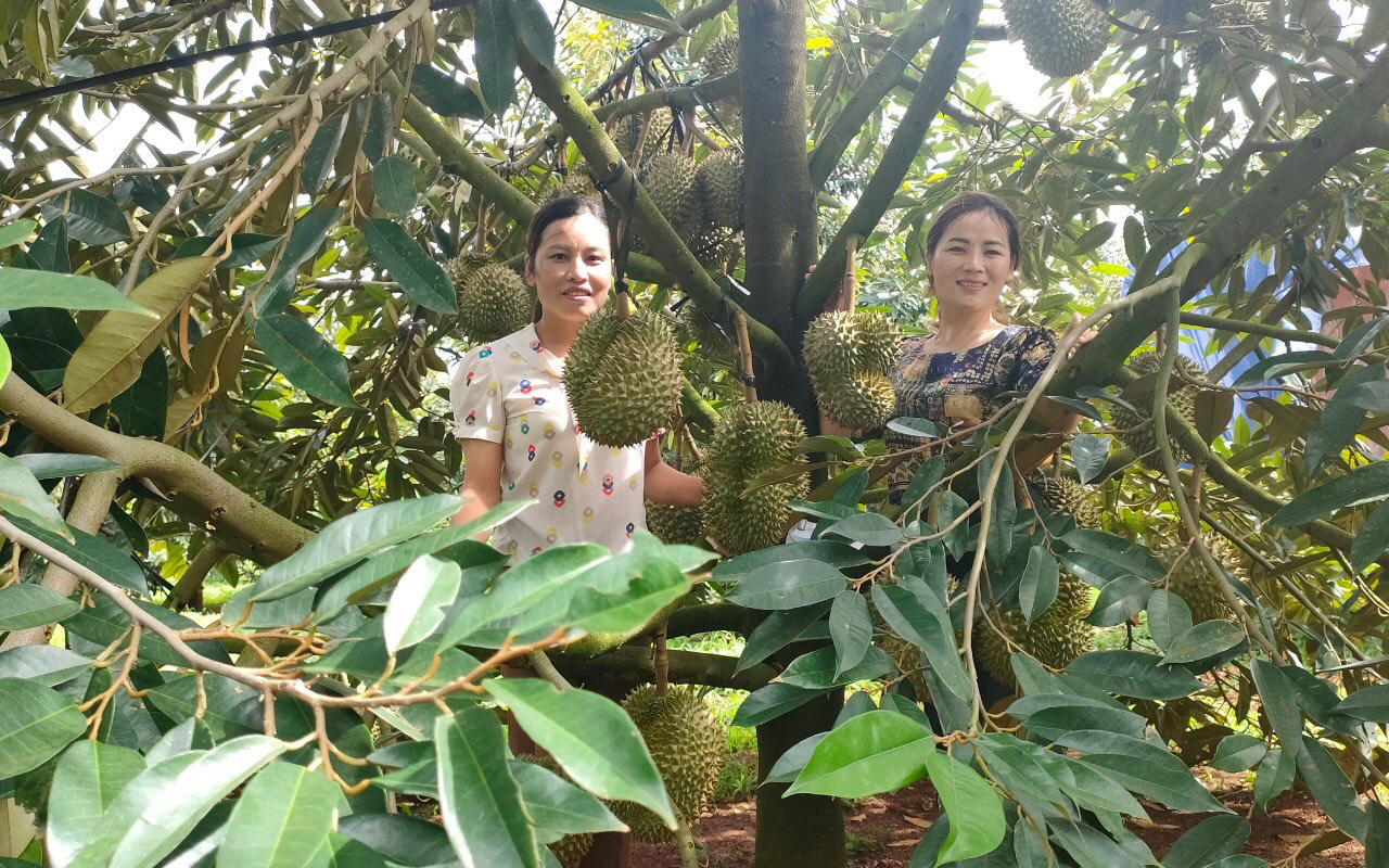 Trồng loài cây ví như &quot;cây nhà giàu&quot; trong vườn tiêu, nông dân này Đắk Lắk giàu lên thật luôn