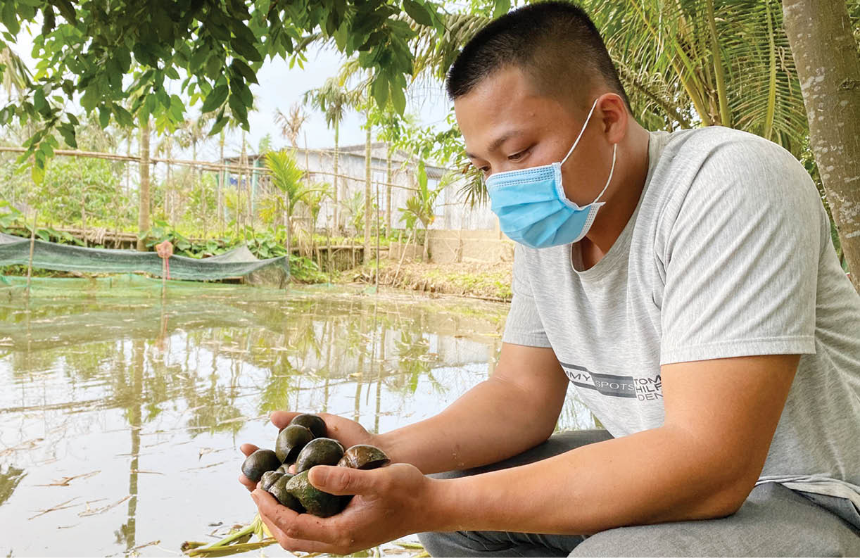 Nuôi loài ốc ngủ 4 tháng, khi dậy đẻ liên tù tì, anh nông dân TT-Huế kiếm bộn tiền - Ảnh 1.