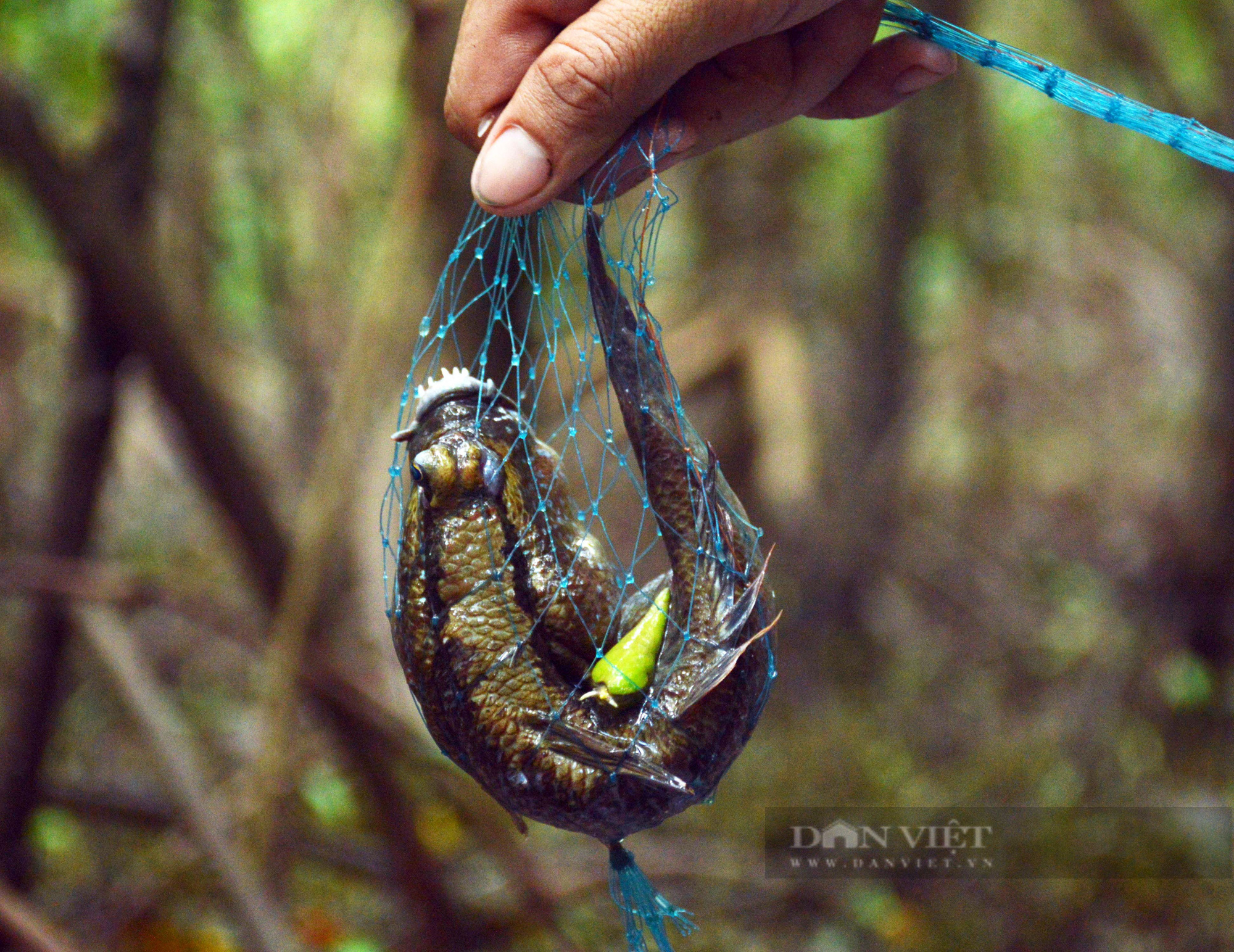 Điểm danh những loài thủy sản ngon – độc lạ sống dưới cánh rừng ngập mặn ở Cà Mau - Ảnh 5.