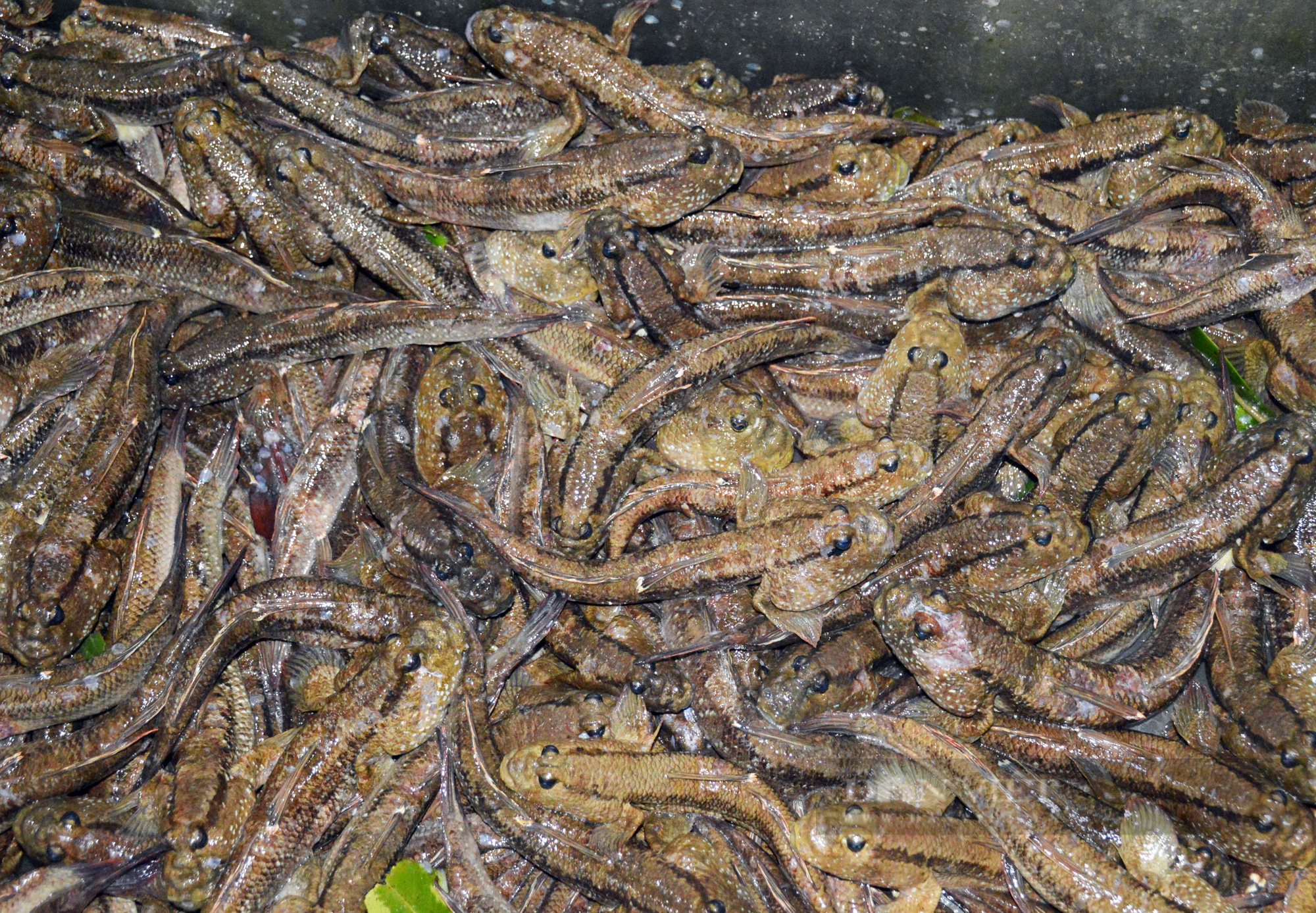 Điểm danh những loài thủy sản ngon – độc lạ sống dưới cánh rừng ngập mặn ở Cà Mau - Ảnh 3.