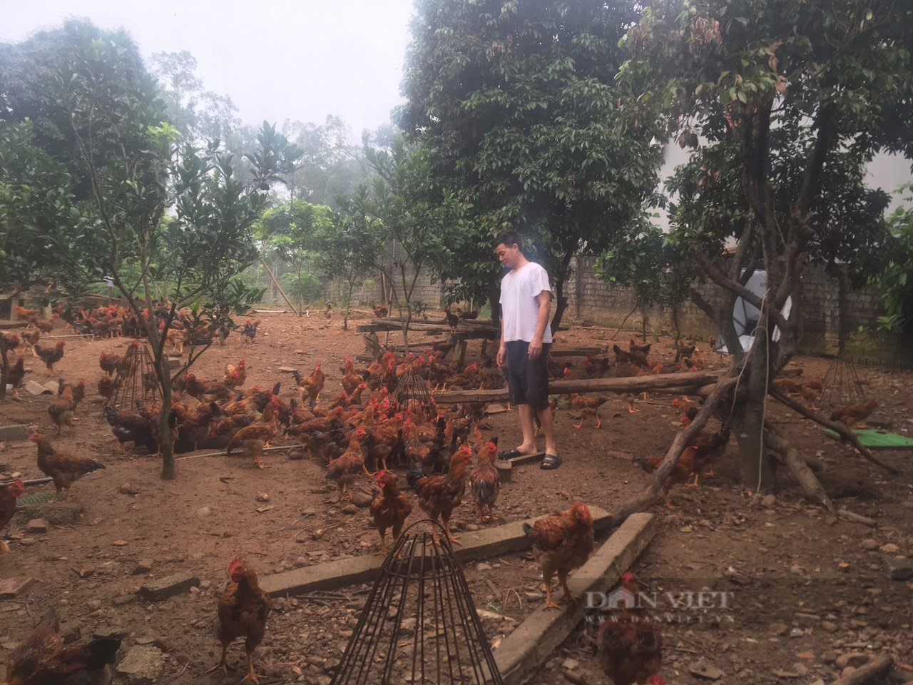 Bắc Giang: Nông dân Hiệp Hòa trồng rau, chăn nuôi gà công nghệ sinh học thu 15 tỷ mỗi năm  - Ảnh 2.