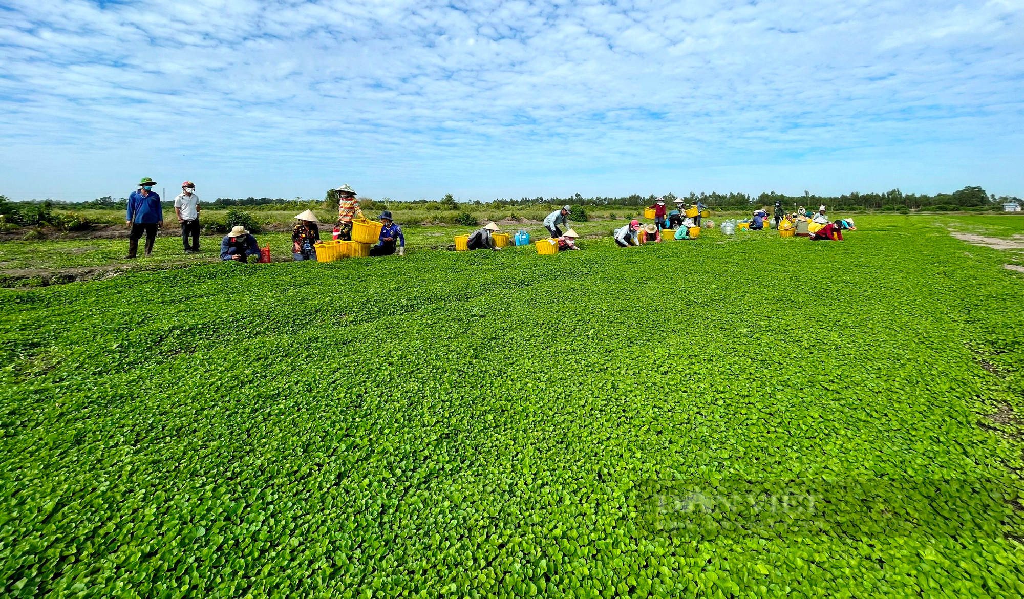 Nông dân “rốn phèn” khấm khá nhờ loại rau dại trồng một lần ăn vài năm, thu lời trăm triệu/vụ - Ảnh 1.