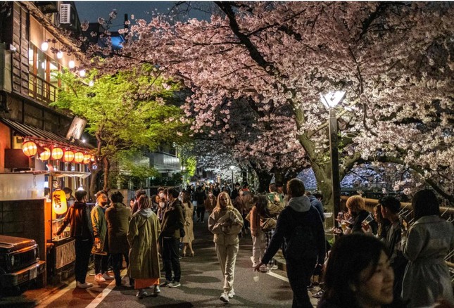 Giới trẻ Nhật Bản thích thú chụp ảnh dưới những tán hoa anh đào đẹp mê mẩn - Ảnh 1.