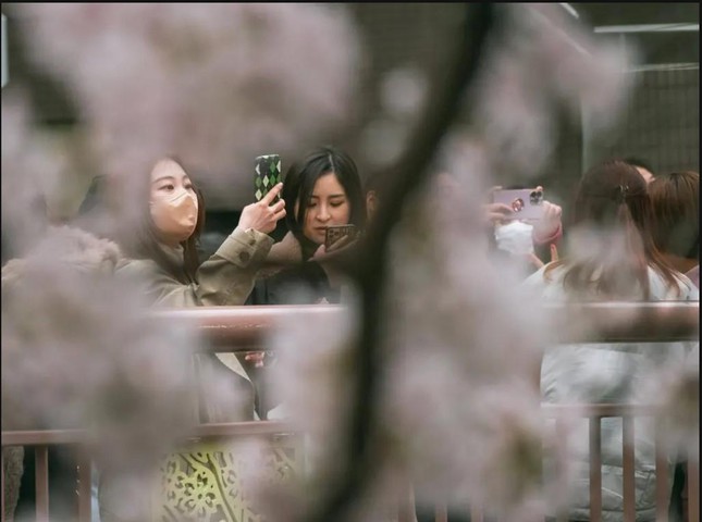 Giới trẻ Nhật Bản thích thú chụp ảnh dưới những tán hoa anh đào đẹp mê mẩn - Ảnh 7.