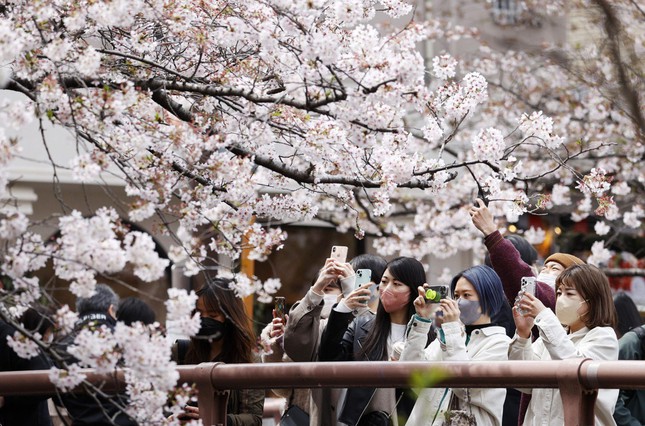 Giới trẻ Nhật Bản thích thú chụp ảnh dưới những tán hoa anh đào đẹp mê mẩn - Ảnh 5.