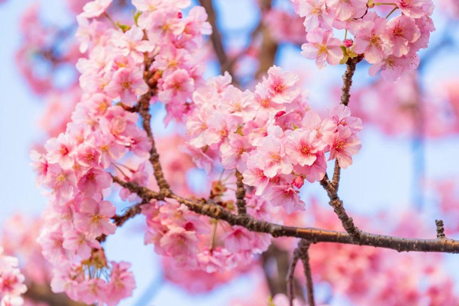 Giới trẻ Nhật Bản thích thú chụp ảnh dưới những tán hoa anh đào đẹp mê mẩn - Ảnh 2.