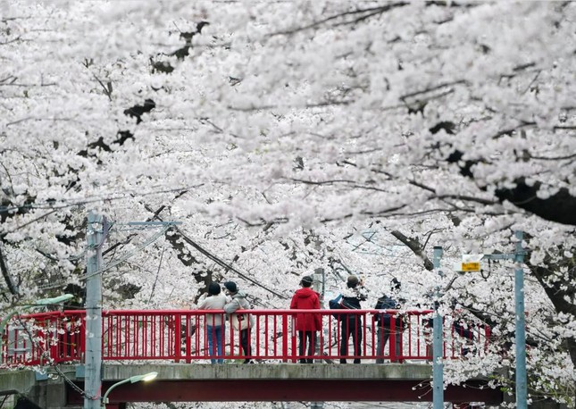 Giới trẻ Nhật Bản thích thú chụp ảnh dưới những tán hoa anh đào đẹp mê mẩn - Ảnh 4.