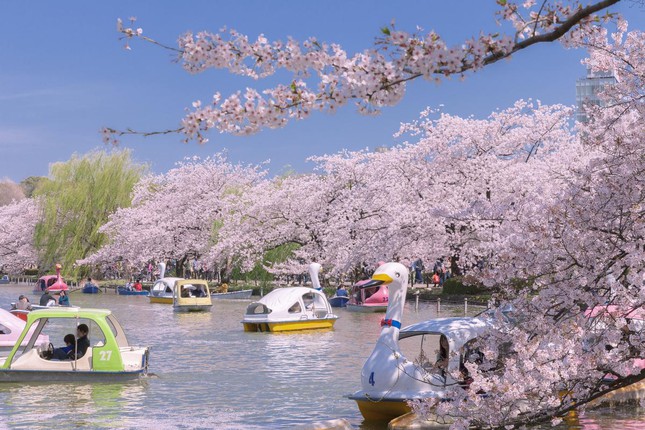 Giới trẻ Nhật Bản thích thú chụp ảnh dưới những tán hoa anh đào đẹp mê mẩn - Ảnh 3.