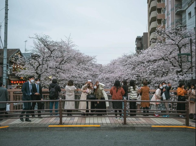 Giới trẻ Nhật Bản thích thú chụp ảnh dưới những tán hoa anh đào đẹp mê mẩn - Ảnh 8.